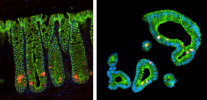 Quantification of proliferation by staining 