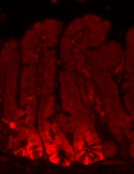 mouse small intestine stem cells
