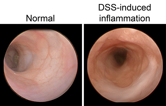 Mouse endoscopy images 